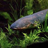 An electric eel is pictured in this photo provided by Jason Gallant of Michigan State University. | REUTERS