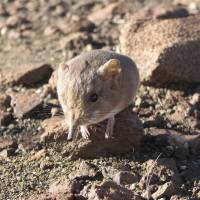 An elephant shrew | REUTERS