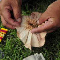 Gordon Yellowman opens a bag of sweet grass, one of several herbs that he uses in the sun dance rituals. | REUTERS