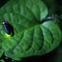 Bugs life: A firefly enjoys its night flight. | REUTERS