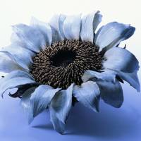Ceramic \"Sunflower\"(2009) | AP