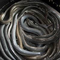 Live eels lay in a container at a restaurant in Tokyo on July 19, 2012. | BLOOMBERG