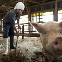 A farmer cleans up a pigpen in Gunma Prefecture in July 2012. Farmers fattening pigs with recycled food