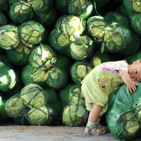 A boy leans on a sack of cabbages at a vegetable wholesale market in Jinan, Shandong province, on Sunday. Some Chinese families are discovering to their alarm that lead poisoning is among the most serious, if least visible, side effects of China\'s rapid economic growth. | REUTERS