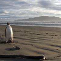 An emperor penguin stands in New Zealand, 3,000 kilometers (1,900 miles) from his Antarctic home, in June 2011. | AFP-JIJI