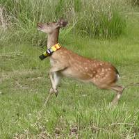 A female deer named Shikami is released into the wild in June wearing a GPS-equipped collar. | CHUNICHI SHIMBUN/COURTESY OF AICHI PREFECTURAL GOVERNMENT