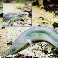 The European eel is protected by international treaty. | U.S. GEOLOGICAL SURVEY/KYODO