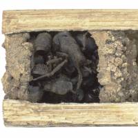 Macabre home: Scientists have discovered a new species of spider wasp in southeastern China that builds nests for its offspring with piles of dead ants. | REUTERS