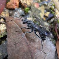 Macabre home: Scientists have discovered a new species of spider wasp in southeastern China that builds nests for its offspring with piles of dead ants. | REUTERS
