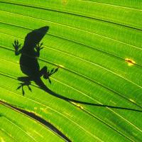 Unwanted guest: A large male green anole in silhouette behind a fan palm leaf on Chichijima, in the Ogasawara Islands. | MARK BRAZIL