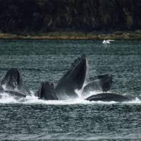 Big promises: U.S. President Barack Obama hopes to enact policies to protect marine life in the south-central part of the Pacific. Many scientists agree that sea life such as these feeding humpback whales play an essential role in the natural ecosystem. | ©UNISONSHIFT
