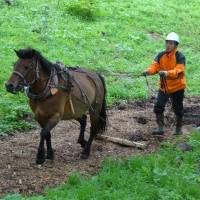 Equine worker: Sora, a 12-year-old Kiso horse, does her duty hauling timber for one of only six active horse-loggers in all of Japan. | C.W. NICOL