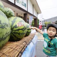 A young boy points at a stack of giant watermelons for sale in the town of Nyuzen, Toyama Prefecture, on Wednesday. Each fruit weighs about 20 kg and costs &#165;4,000 or more. | KYODO