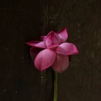 “Lotus,” photographed by Tomohiro Muda. Combinations that break the surface like a lotus flower