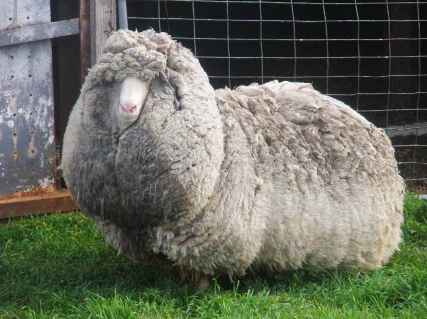 Порода Баранов меринос. Овцы породы меринос. Тонкорунная овца меринос. Овцы породы Уилтшир Хорн.