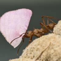 South American leafcutter ants house internal populations of microbes that have developed unique ways to deal with the stresses of life. | REUTERS