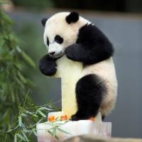 Panda cub Bao Bao climbs onto her birthday cake at the National Zoo in Washington on Saturday. Bao Bao is only the second panda born at the zoo to survive to her first birthday. | AP