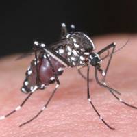 Aedes albopictus, which can transmit dengue. | KYODO