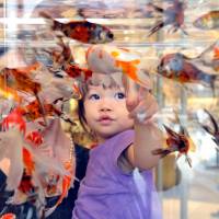 A child watches goldfish swim in a tank at Mitsukoshi department store in Tokyo’s Nihonbashi district on July 20. | YOSHIAKI MIURA