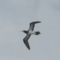 Airborne predator: The 1½-meter wingspan of the brown booby dwarfs that of most other seabirds around the Ogasawara Islands. | MARK BRAZIL