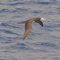 On display: A female brown booby shows off its tapered profile and sleek plumage. A leisurely flyer when on the level, the bird can plunge-dive toward the ocean at impressive speeds. | MARK BRAZIL