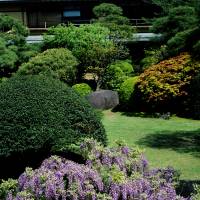 Long-term residents: The presence of wisteria trellises and clumps is mentioned in garden manuals as far back as the Heian Period. | STEPHEN MANSFIELD