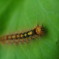 Poisonous pals: This plump and furry caterpillar is not to be cuddled, since its toxins will give you a nasty rash. | C.W. NICOL