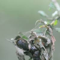 Metamorphosis: The pupae of gypsy moths are attached to surfaces by strands of silk. C.W. Nicol | C.W. NICOL