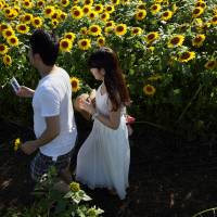 A couple walk past sunflowers in a field during the Zama Sunflower Festival in Zama, Kanagawa Prefecture, on Friday. The festival, which will close on Tuesday, showcases approximately 500,000 sunflowers in full bloom. | BLOOMBERG