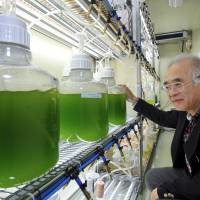 Makoto Watanabe, a professor at the University of Tsukuba, checks bottles containing algae at the university in Ibaraki Prefecture in April 2010. | BLOOMBERG