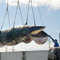 A minke whale is lifted from a Japanese research ship onto the dock at Kushiro port in Hokkaido on Sunday. | KYODO