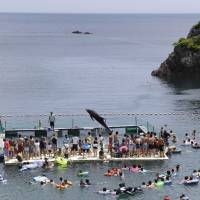 Captive audience: A Risso\'s dolphin jumps for tourists in a small cove in Taiji, Wakayama Prefecture. Each September, the waters of the cove turn red as it becomes a holding pen for the dolphin drive hunts. | AP