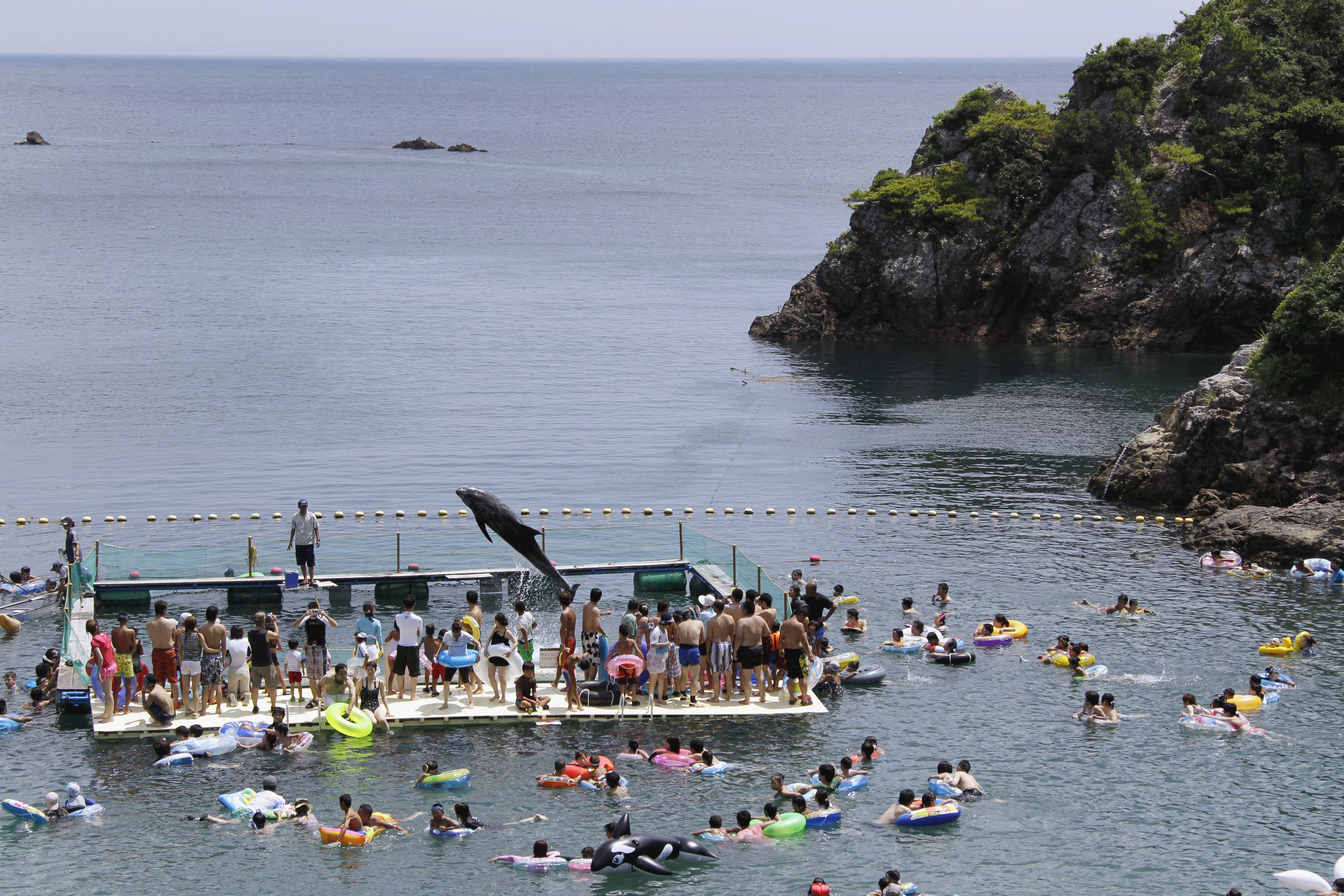 Captive audience: A Risso's dolphin jumps for tourists in a small cove in Taiji, Wakayama Prefecture. Each September, the waters of the cove turn red as it becomes a holding pen for the dolphin drive hunts. | AP