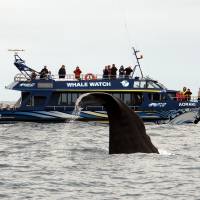 Wet and wild: A sperm whale puts on a show for tourists at Kaikoura, on the east coast of New Zealand\'s South Island. Kaikoura was a quiet fishing village until Maori entrepreneurs set up a whale-watching tour there in 1987. It is now a mecca for viewing a wide variety of wild marine life. | AP