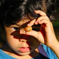 Ryotaro, aged 4, examines an acorn. | KIT NAGAMURA