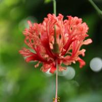 A hanging hibiscus. | KIT NAGAMURA