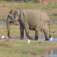 Count on nature :A memory of elephants in Sri Lanka. | MARK BRAZIL