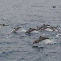 A pod of dolphins also in Sri Lanka. | MARK BRAZIL