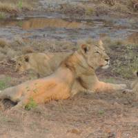 A pride of lions in Gujarat, India. | MARK BRAZIL