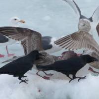 Counting crows: A murder of crows tangle with a flock of gulls in Hokkaido. | MARK BRAZIL