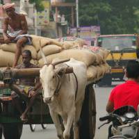 Hitch a ride: On the highways and byways of India it is just as common to come upon an ox cart as a BMW or a Lexus SUV. | TATSUO KANAI