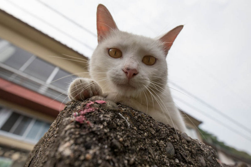 Careless whiskers: The cats of Ainoshima, or Cat Heaven Island, run free and wild. Their abundance on the island has allowed scientists to study their social interactions. | FUBIRAI