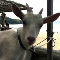 The kid’s all right: This 3-month-old bovid was passed over by a potential goat owner for being too long in the tooth. Missing such sweet serow, Japan gets the goat