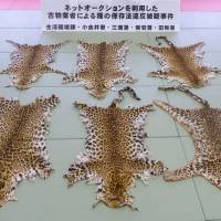 Confiscated leopard pelts, which are banned from trade, are displayed at Koganei Police Station in western Tokyo on Wednesday. President Shoji Takahashi and three executives of a dealership in secondhand goods in Nakano Ward were arrested on suspicion of selling two furs for &#165;110,000 in February. | KYODO