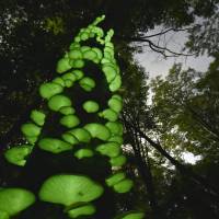 \"Tsukiyotake\" fungi glow on a dead beech tree on Mount Kitaizumi in Miyagi Prefecture. Related to the jack-o\'-lantern mushrooms of Europe and North America, the poisonous fungi glow from the gills using an enzyme called luciferase. | KYODO
