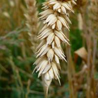 An ear of wheat | 3268ZAUBER/CC-BY-SA-3.0