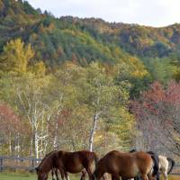 Kiso ponies graze Thurday at Kiso Horse Village in Nagano Prefecture. | KYODO