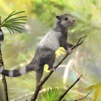 Tree dwellers: Scientists recently discovered three newly identified squirrel-like mammals in the Jurassic forests. | REUTERS