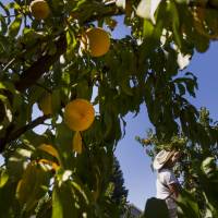 Pie in the sky: A farmer picks peaches at the Dry Creek Peach and Produce farm in Healdsburg, California. | BLOOMBERG