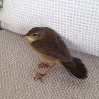 The Middendorff’s warbler is still very much alive. | MARK BRAZIL